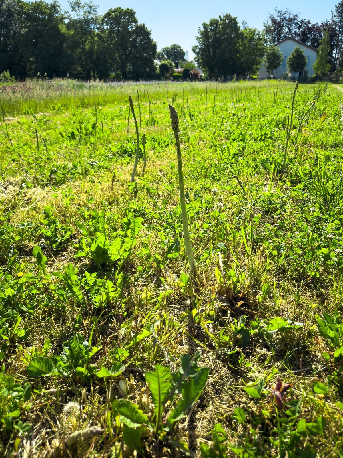 Spargel auf der Wiese