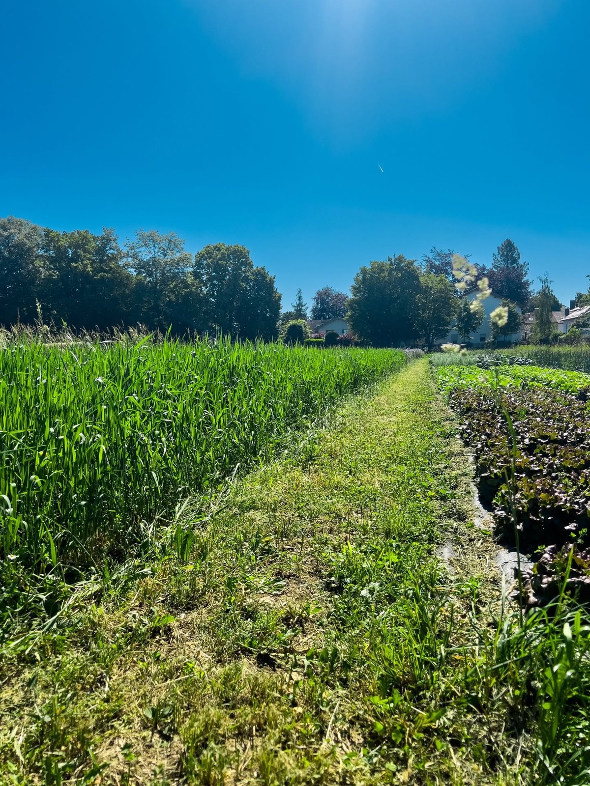 Das Getreidefeld des Eglfinger Zimbern