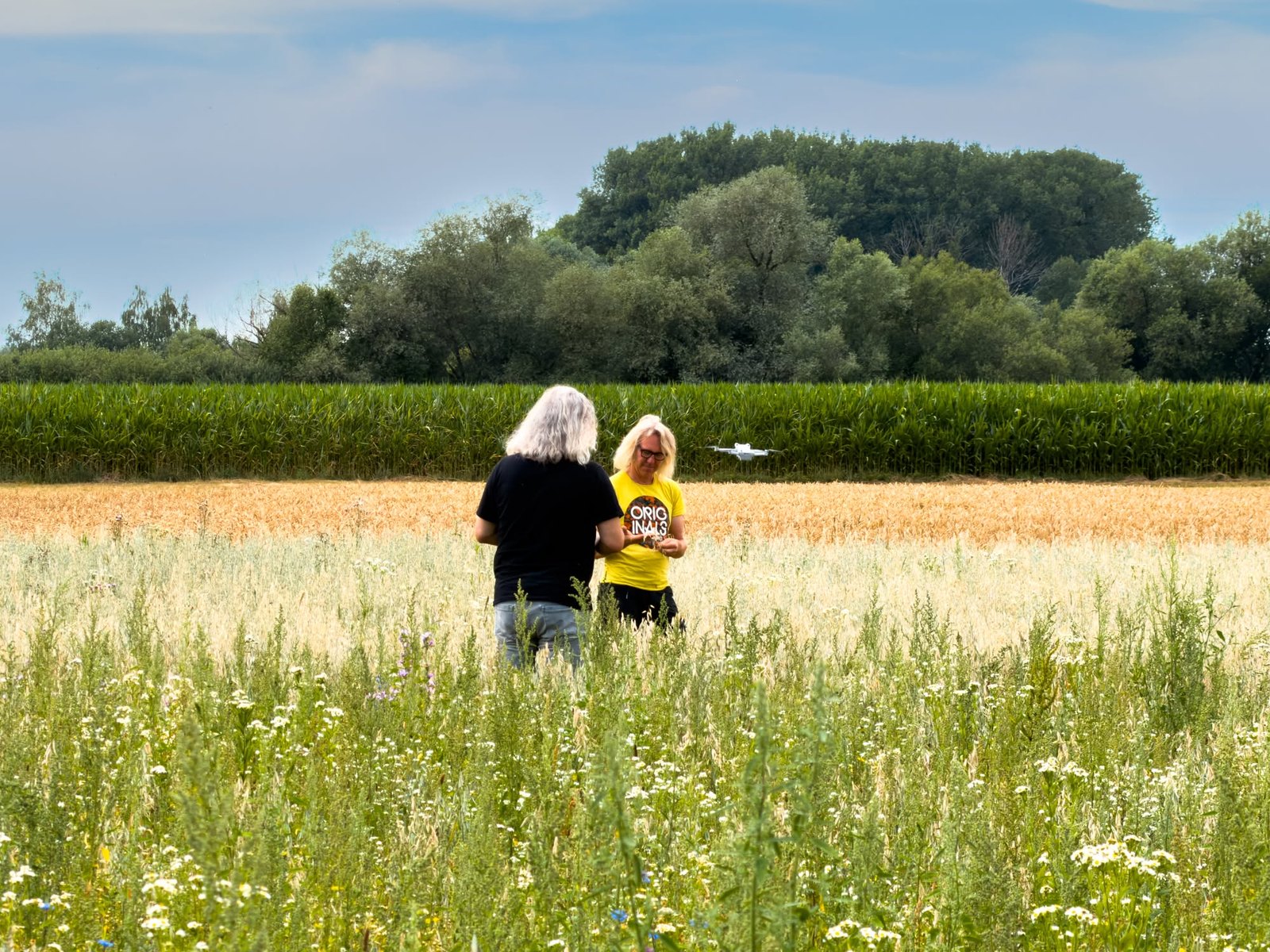 Im Weizenfeld mit der Drohne über dem Feld