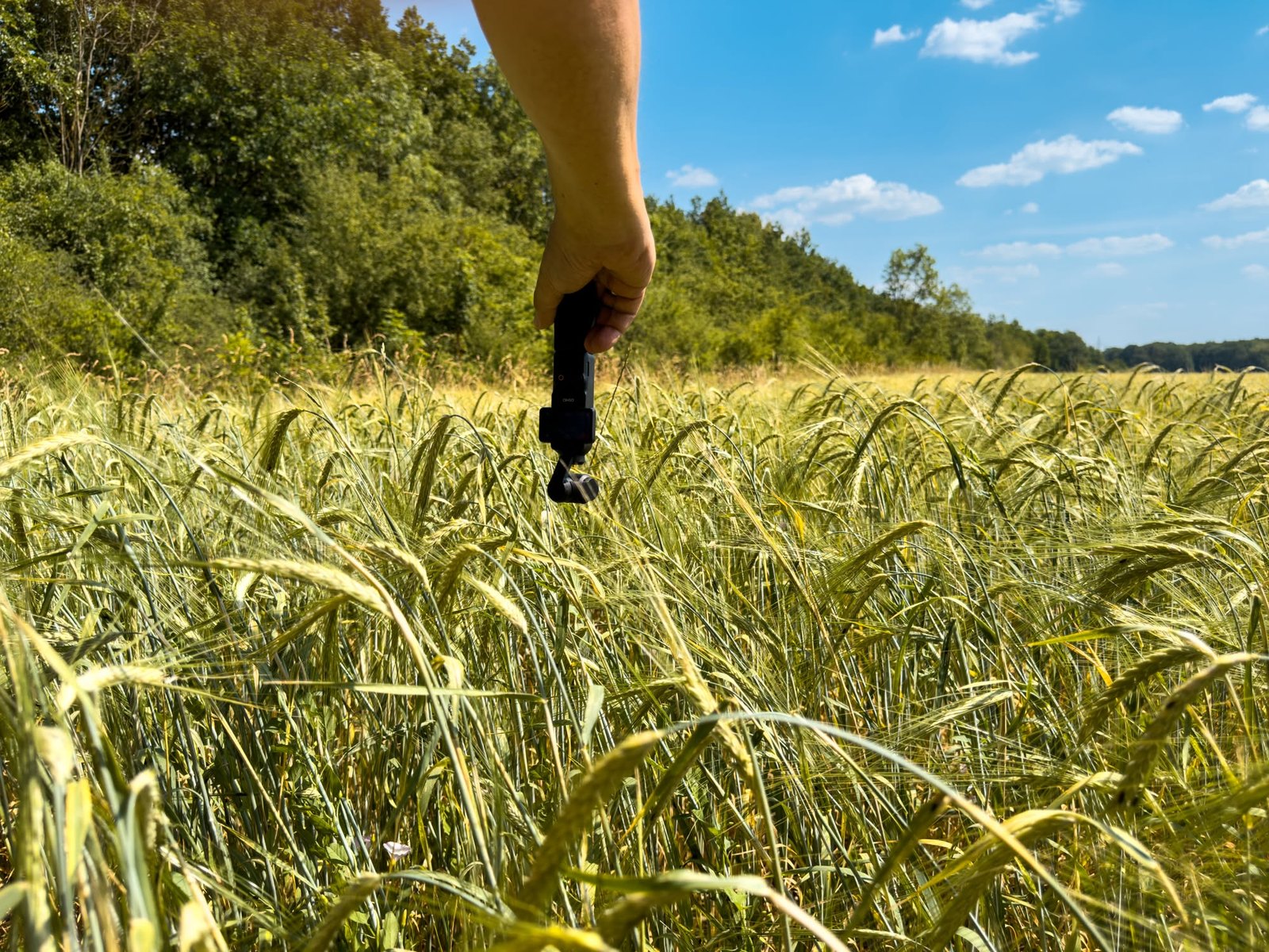 Die Braugerste kurz vor der Ernte