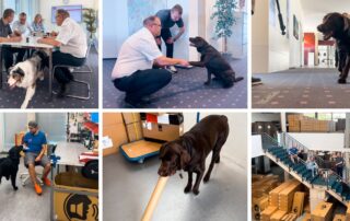 „Hund im Büro?!“ | RCS Audio-Systems aus Sicht der Hunde